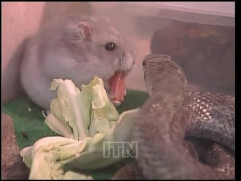 Snake befriends its hamster lunch in zoo