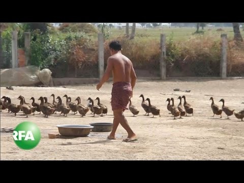 Tough Times for Cambodiaâ€™s Duck Farmers