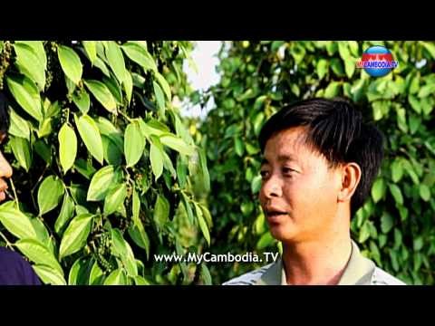 Pepper farm plantations, Srei Embel, Koh Kong, Cambodia p1