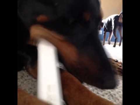 Best Vines for DOBERMANAPPROVED Compilation - August 26