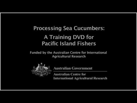 Processing Sea Cucumbers