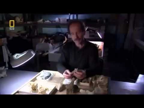 Documentary Megalodon Giant Shark Documentaries BBC