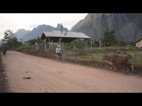 Laos Cows.mov