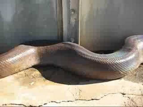 HUGE Dead Snake!!