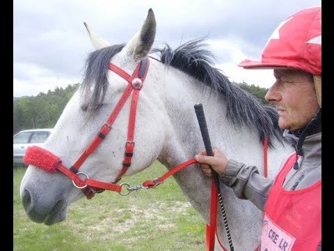 HORSES - France to Liechtenstein