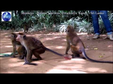 Monkeys - Botanic Gardens