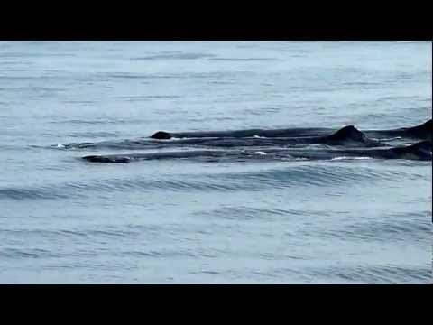 Whales o SriLanka