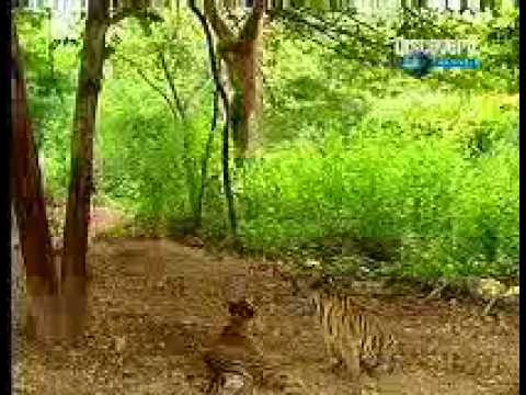 Strongest monkey in the world [Vs] two Tigers