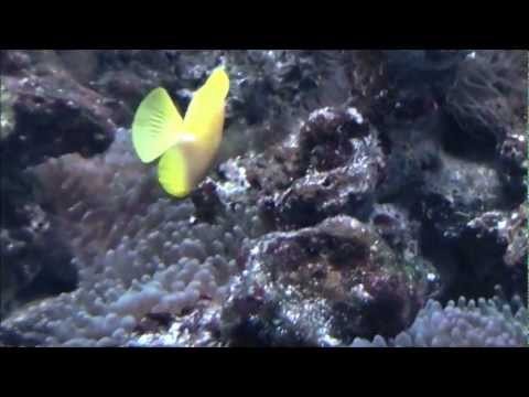 Visite de l' Aquarium de Wasserbillig - Full-HD