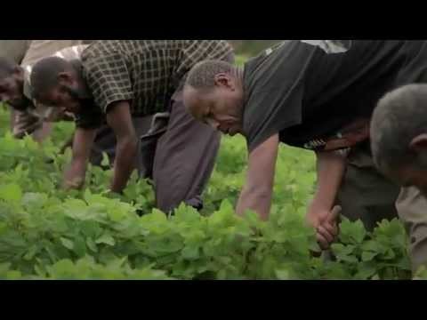 Ethiopia: The Development of the Soya Bean Value Chain Harbu Microfinance