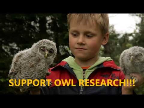Owls in Latvia to BE