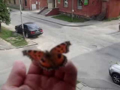 Butterfly LATVIA