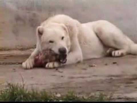 KURDISH KANGAL DOG The Strongest The Biggest of the World