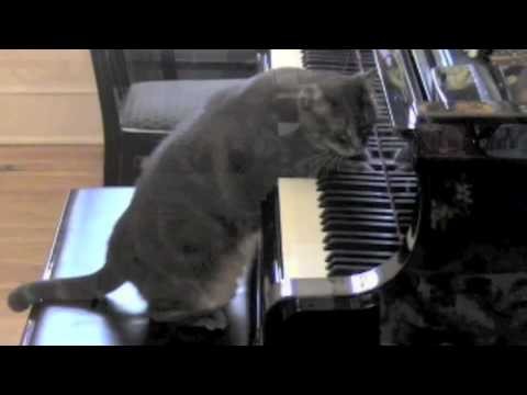 CATcerto. ENTIRE PERFORMANCE. Mindaugas Piecaitis, Nora The Piano Cat