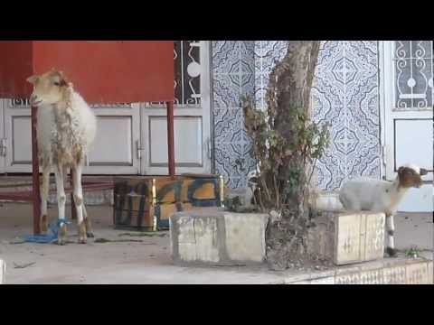Mother and Baby Goat Baaaah-ing in Morocco
