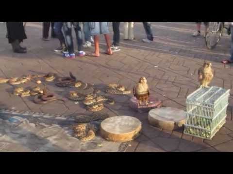 Djemaa el Fna - snake charmers at main square of Marrakech Morocco