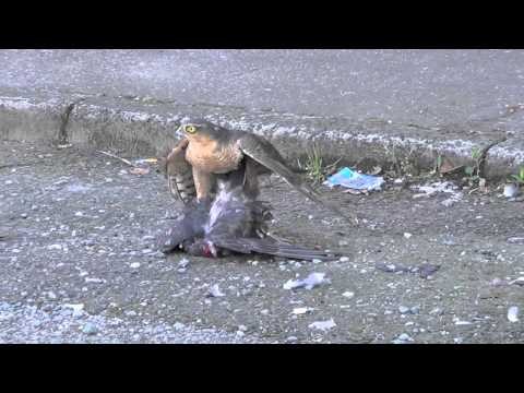 Kestrel attacking Pigeon