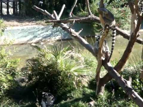 LÃªmure (Lemur catta)