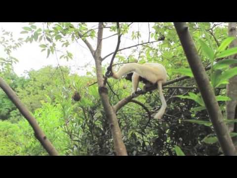 VLOG: Venez avec moi Ã  Madagascar!