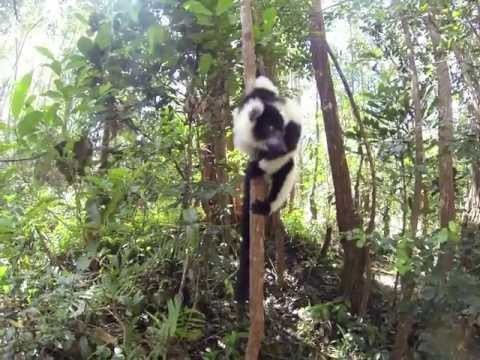 Black & white ruffed lemur | Vakona Island | Madagascar