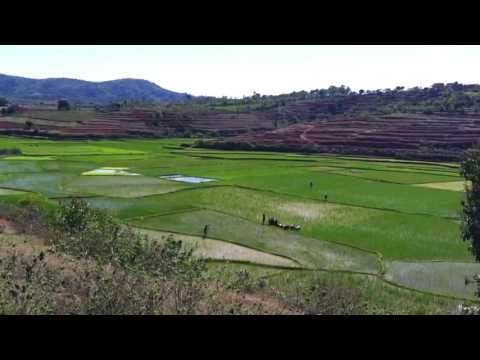 Madagascar -- Singing in the rice fields