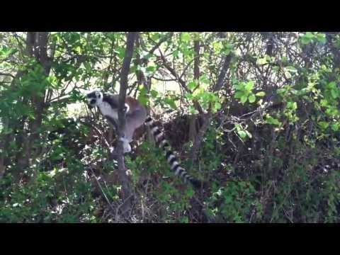 Madagascar -- Large group of ring-tailed lemurs in Anja Park