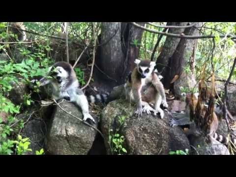 Madagascar -- Ring-tailed lemurs (with baby) in Anja Park