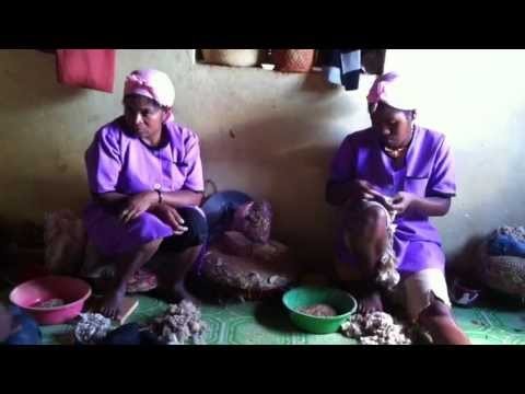 Madagascar - Preparing silk thread from hot silkworm cocoon
