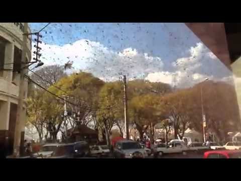 Biblical Swarm! Millions of Locust Descend Upon Madagascars Capital!