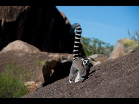 Island of Lemurs: Madagascar (2014) Full Movie Streaming HD1080p