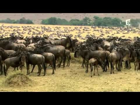 Le marathon des zÃ¨bres - Documentaire savane africaine - Complet 2013