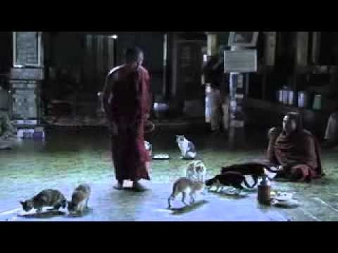 Jumping Cat Monastery in Myanmar (Burma) - Animal Videos