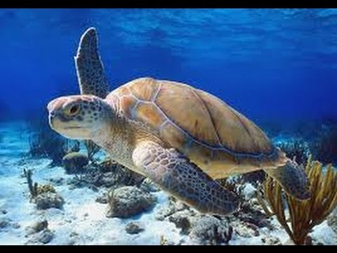 Green Turtle Underwater Similan Islands HD by Scuba Explorer