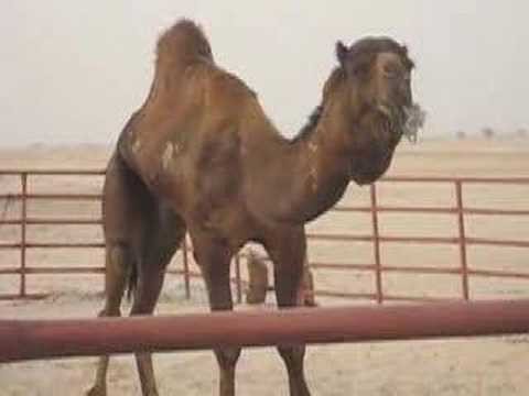 Camel mating ritual in Saudi Arabia