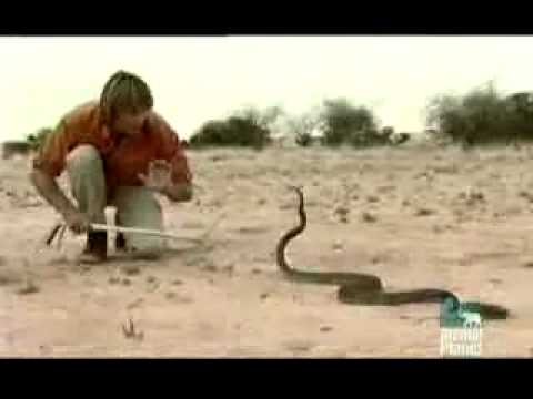 La mamba Negra - Serpiente mas venenosa de Africa