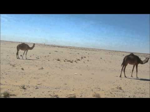 Ollie Tim Cycling Past Camels Mauratania