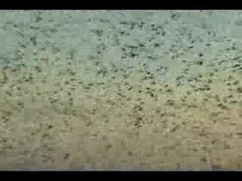 Locust Invasion in Congo
