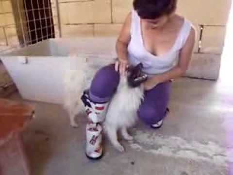 AAA Malta/ A petrified Pomeranian hungry for love