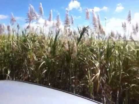 Sugar cane farming