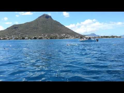 Dolphins in mauritius - Tamarin Bay - Black River