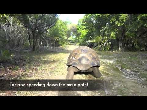 Tortoise high speed! ;)