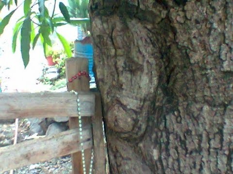 Mauritius Apparition: Jesus on a Mango tree 2013