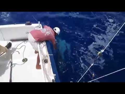 billfish mauritius marlin fishing