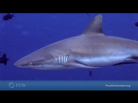 Sharks: 21 Fast Facts About Conservation and Global Threats | Pew