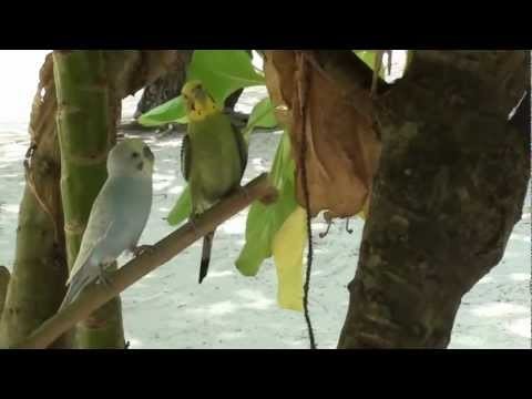 Love Birds at Thulagiri Island Resort