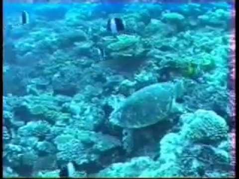 97-maldives-video.wmv