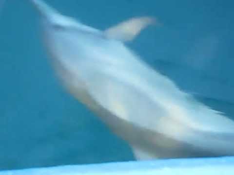 MALDIVES2012 dolphins247