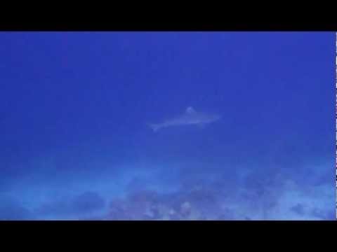 Snorkeling in Maldives. Shark. (ÐœÐ°Ð»ÑŒÐ´Ð¸Ð²Ñ‹