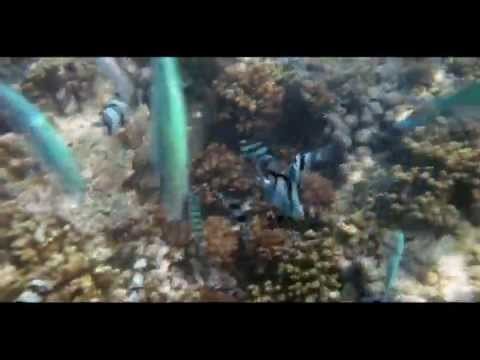 Maldives snorkeling - if u have bread in hand
