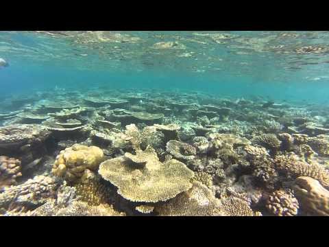 Corail et pointe noire aux Maldives decembre 2012